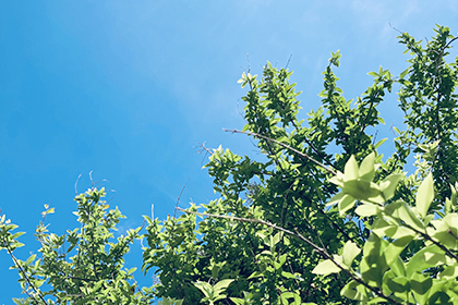 青空とアセロラの木