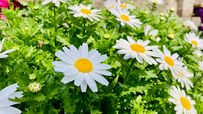 公園の花